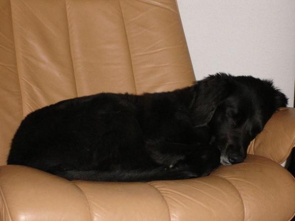 /Images/uploads/Humane Society of Utah/HSUCalendar/entries/966thumb.jpg